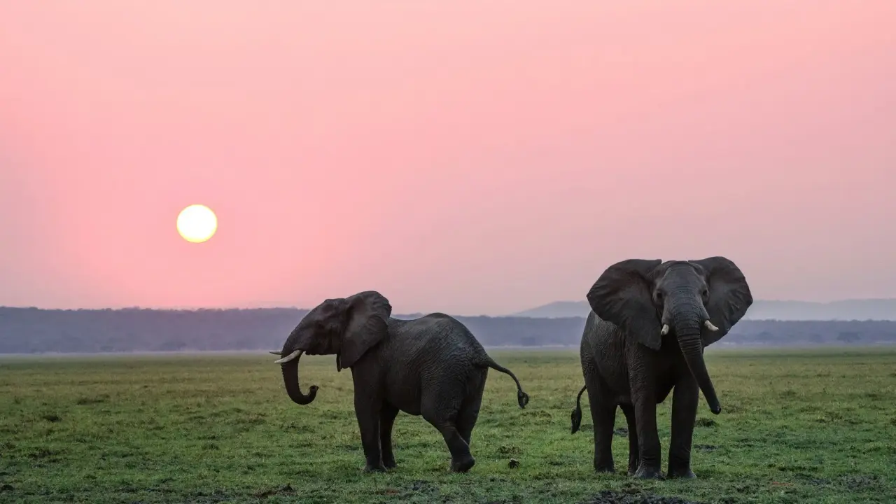 How countries protect animals that migrate across borders