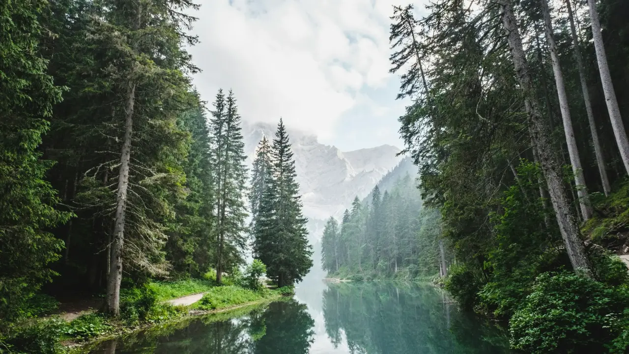 How forests store carbon, and how they lose it